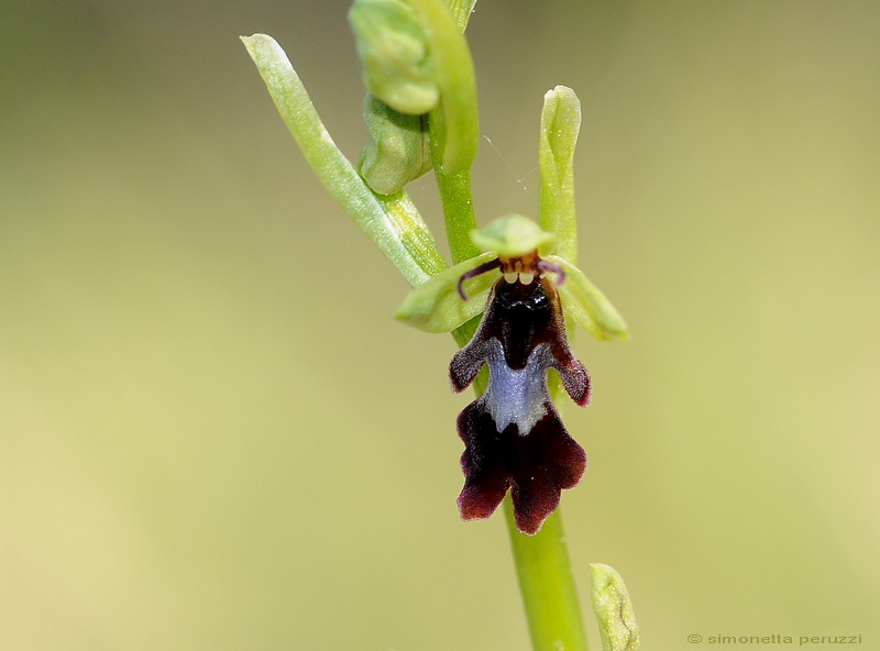 Orchidee del Chianti - Ophrys sphegodes e altre...